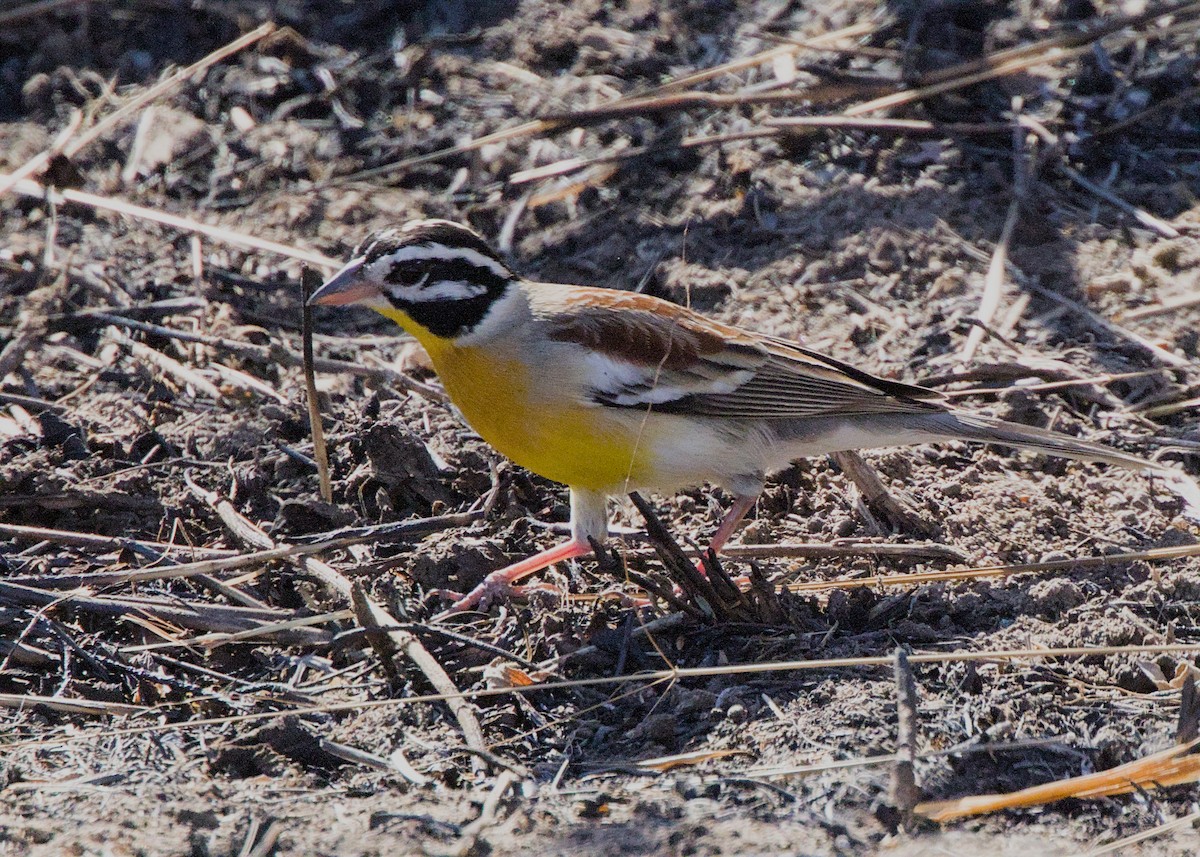 gullbrystspurv - ML645484607