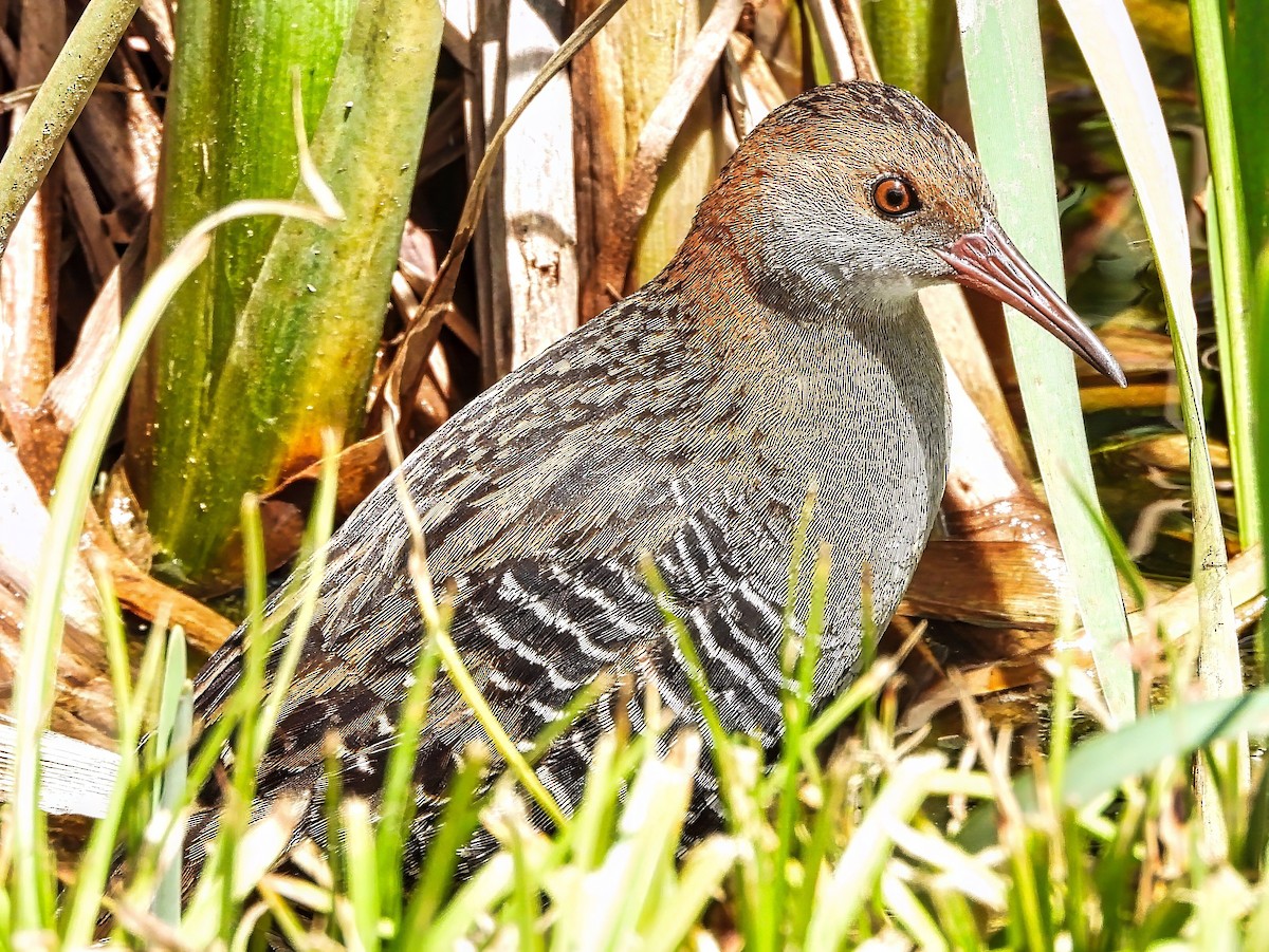 brunnakkerikse - ML645484610