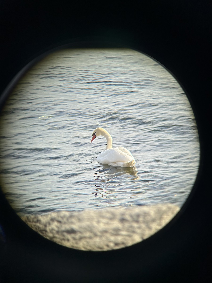 knoppsvane - ML645484613