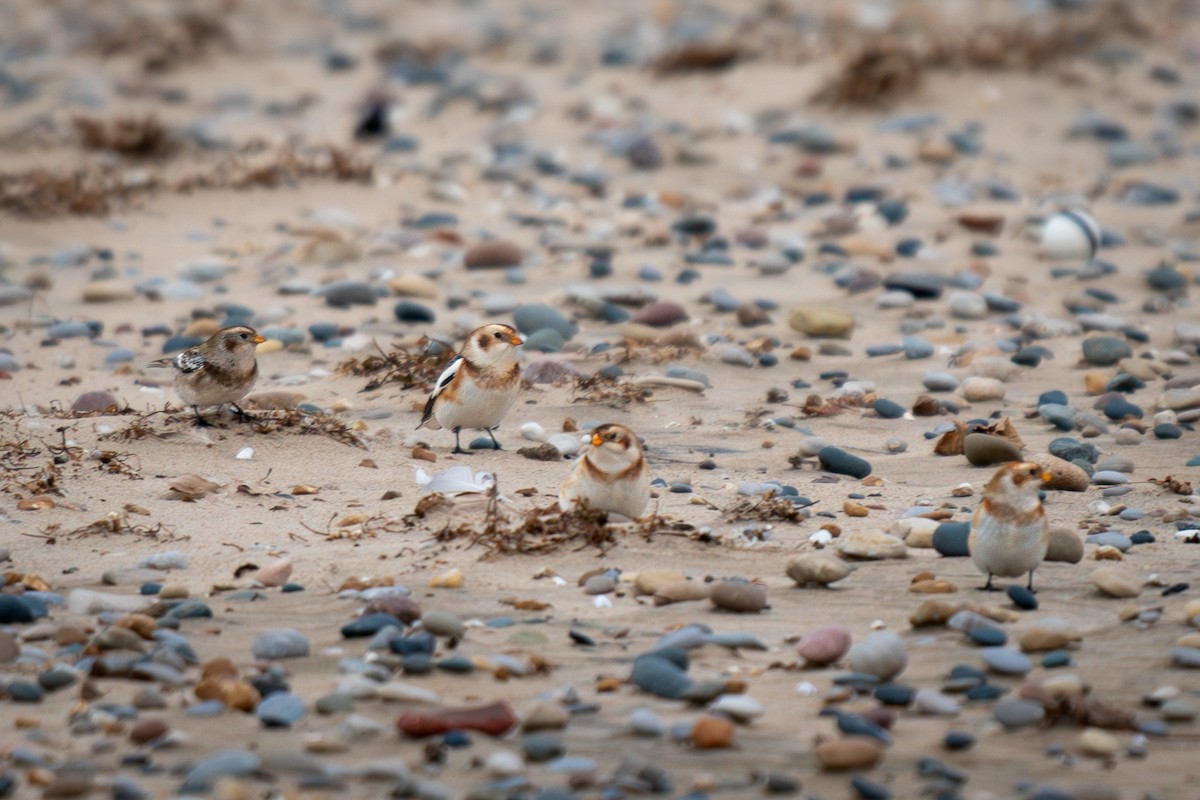 snøspurv - ML645484614