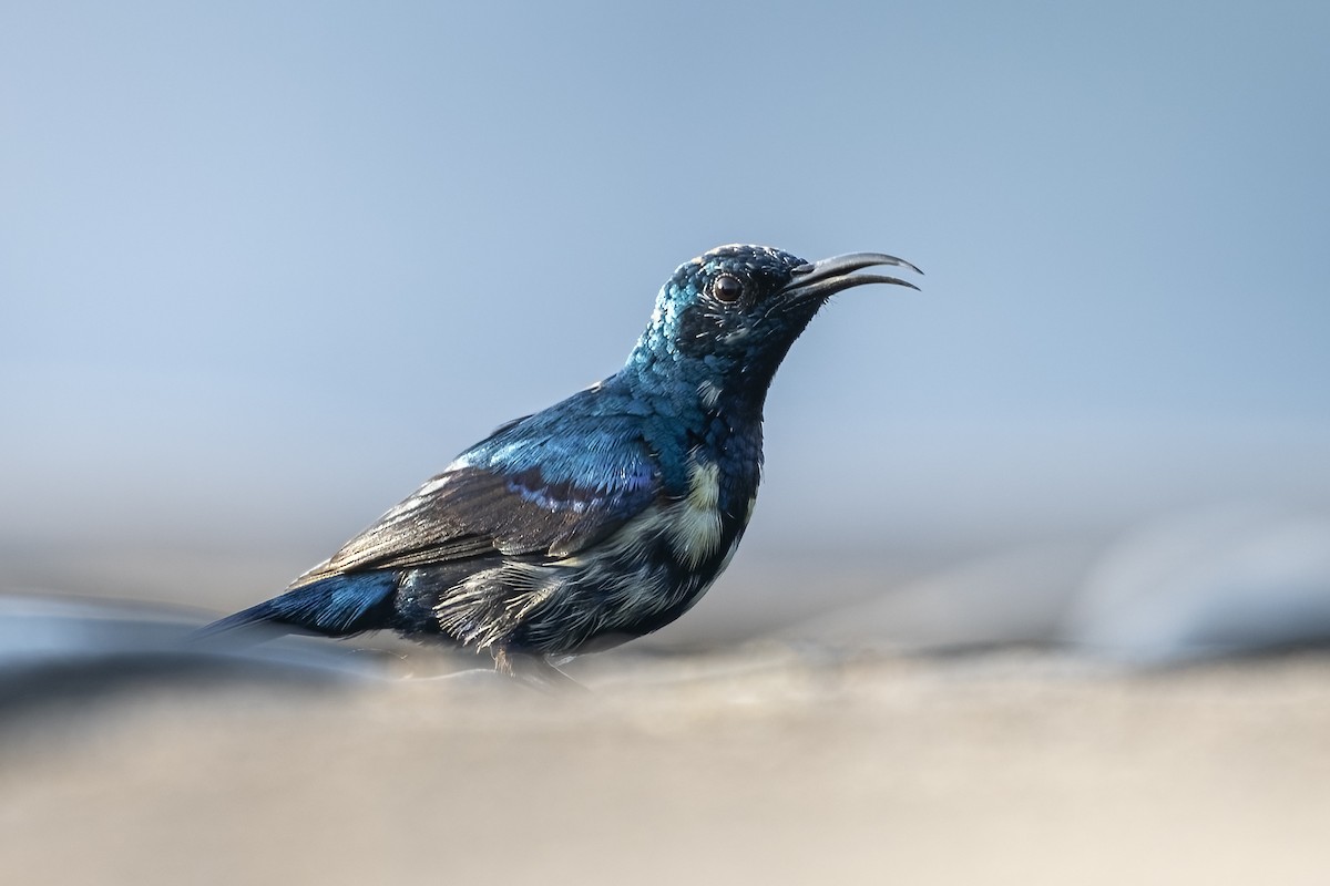 purpursolfugl - ML645484615