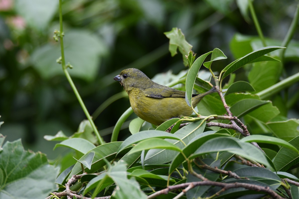 tykknebbeufonia - ML645484616