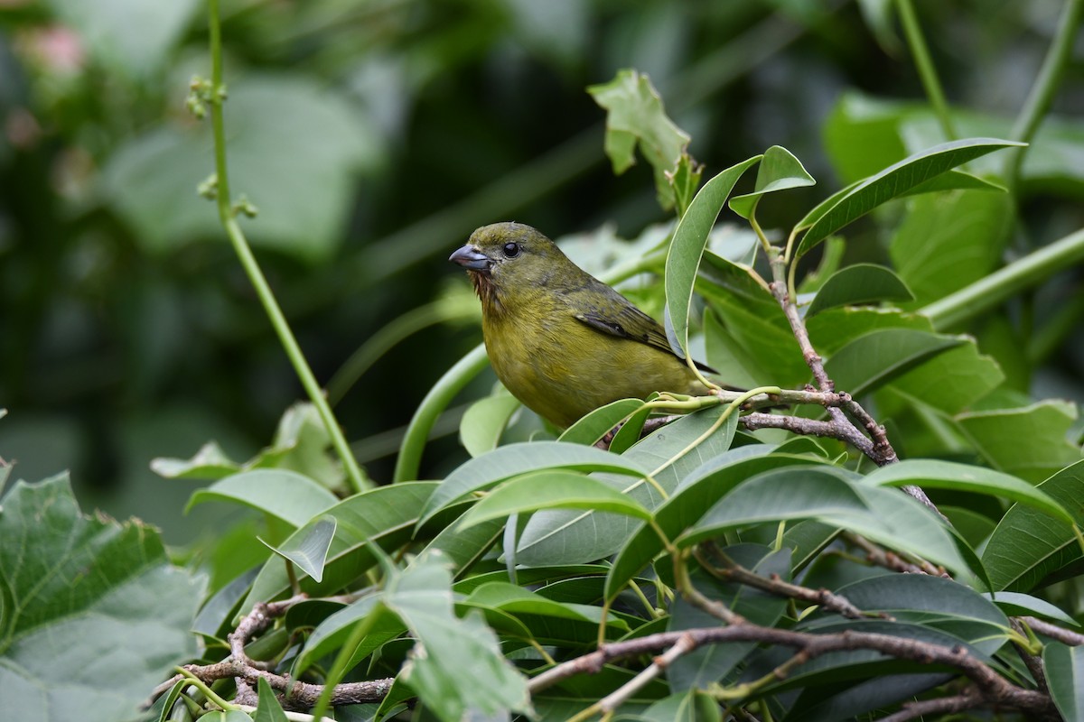 tykknebbeufonia - ML645484617