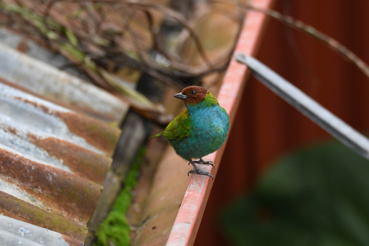 brunhodetanagar - ML645484618