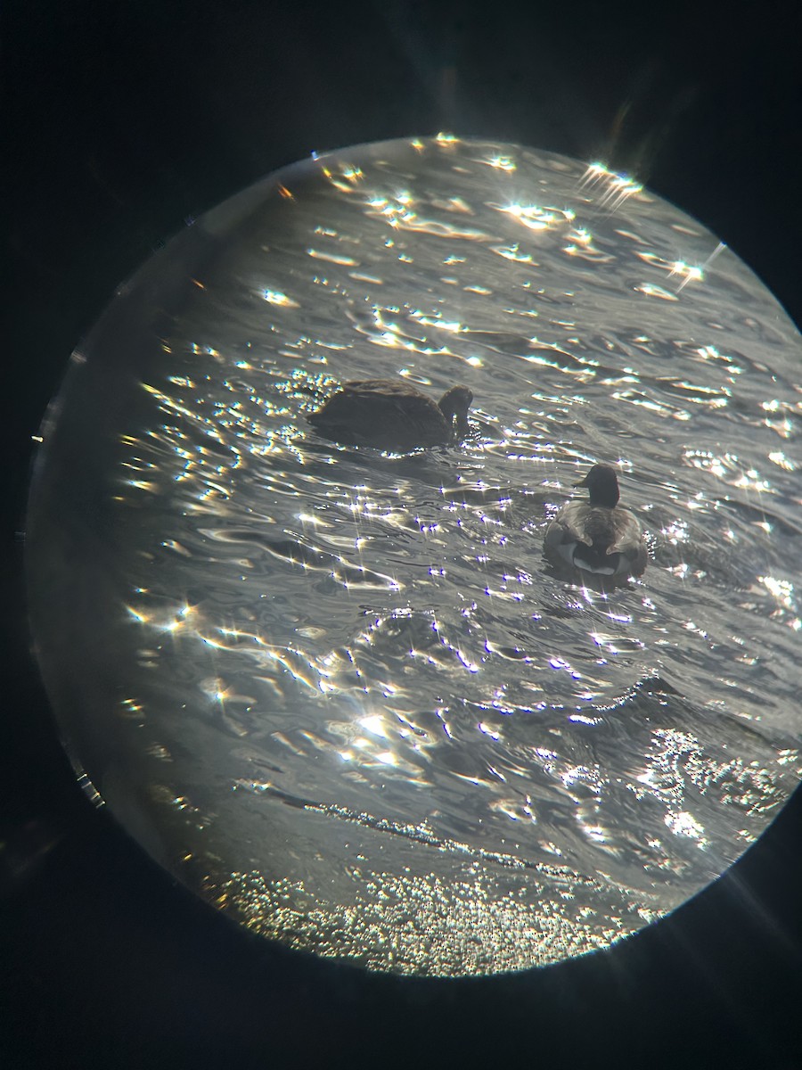 stokkand - ML645484619