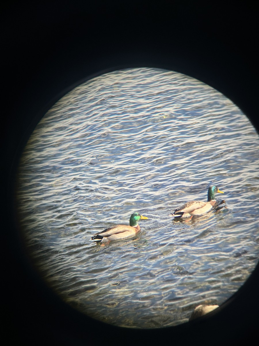 stokkand - ML645484620