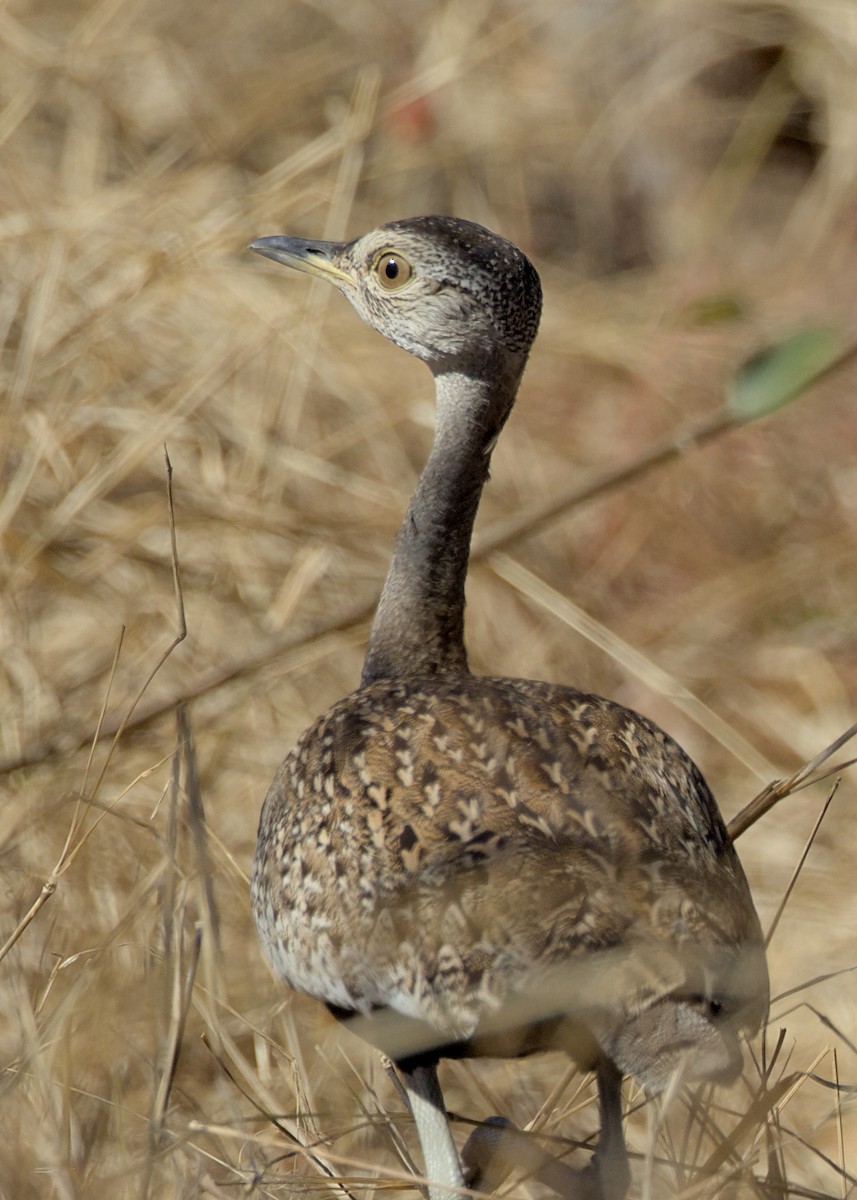 rødtopptrappe - ML645484621