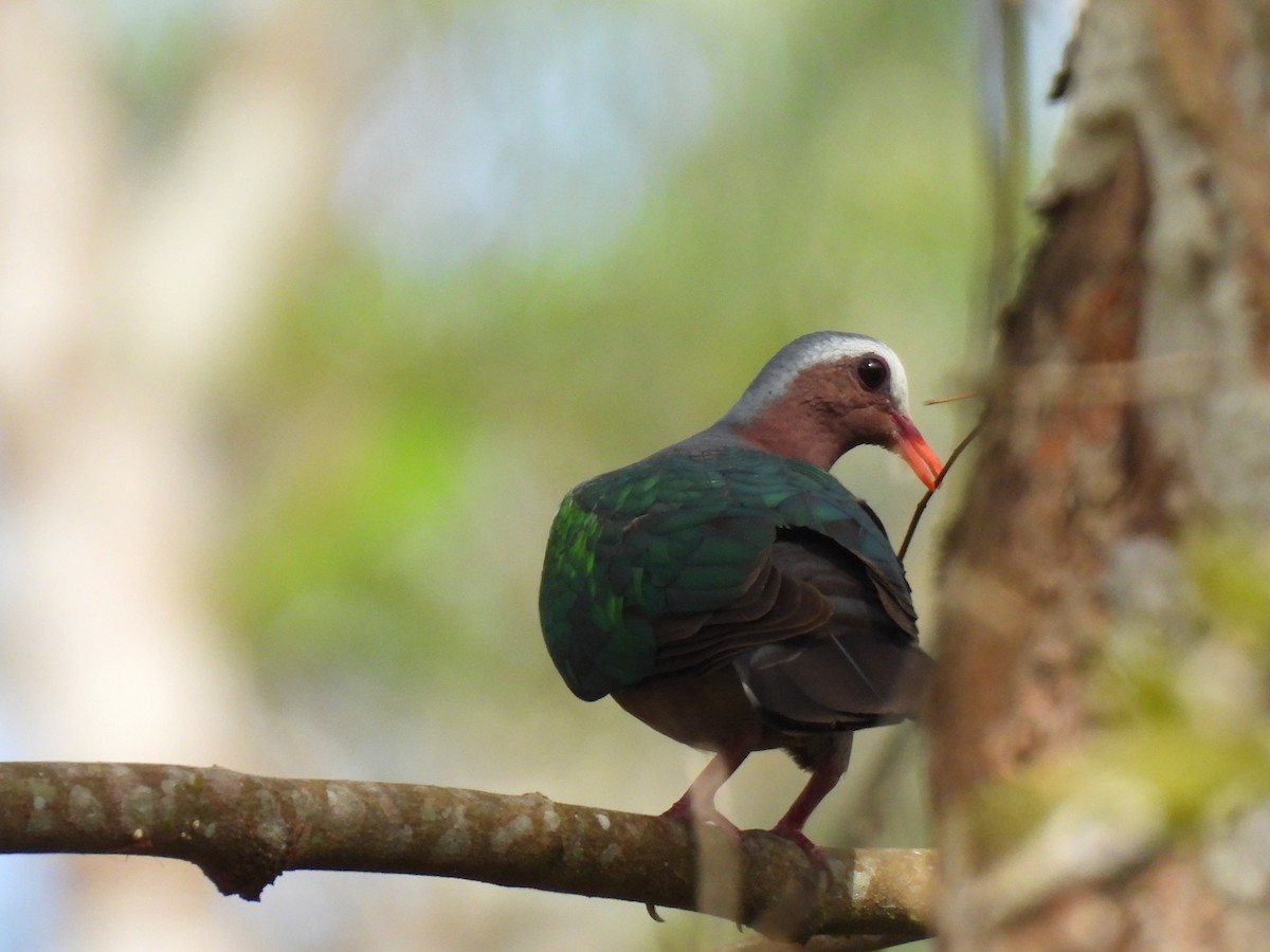 smaragddue - ML645484622