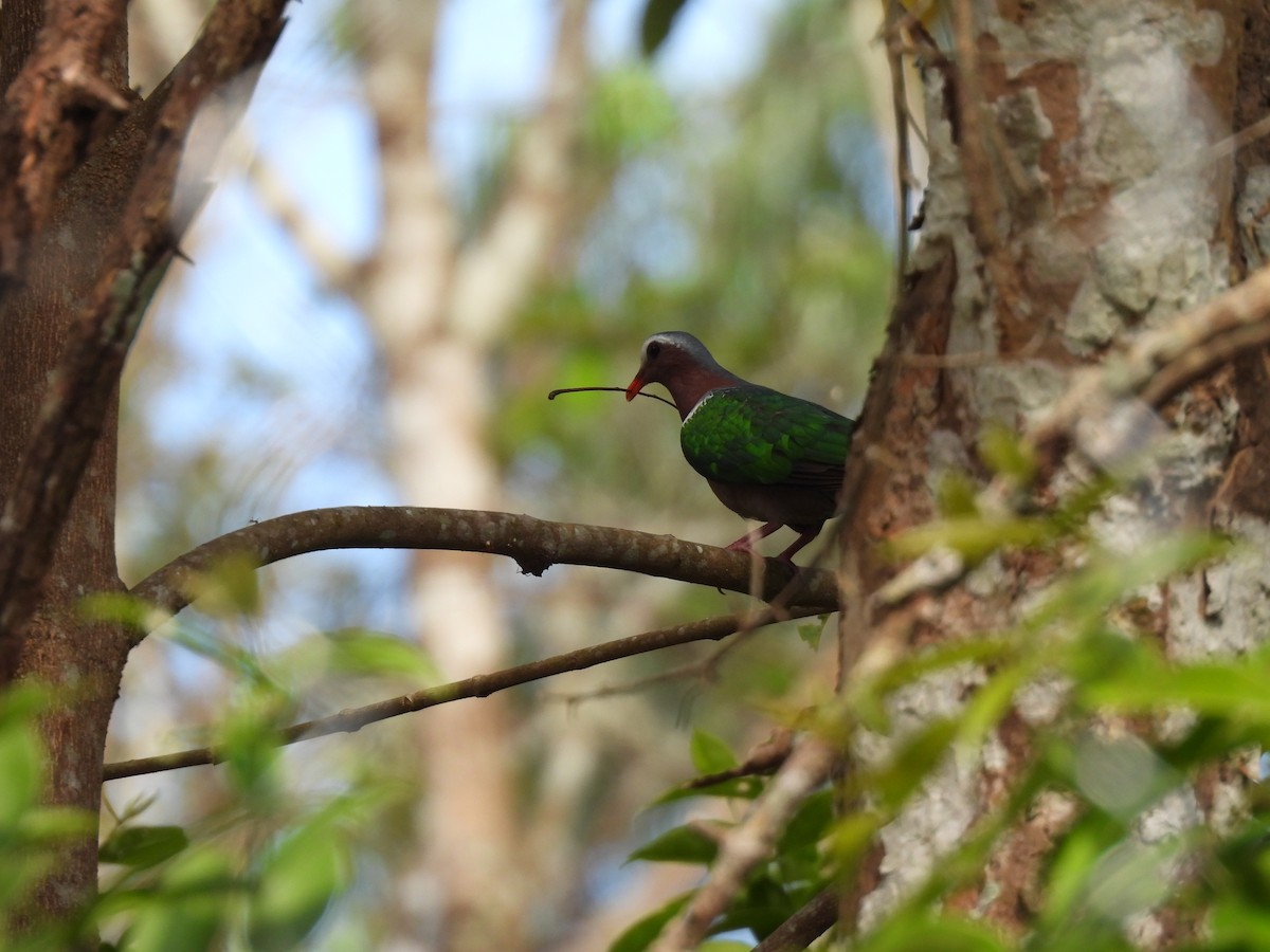 smaragddue - ML645484623