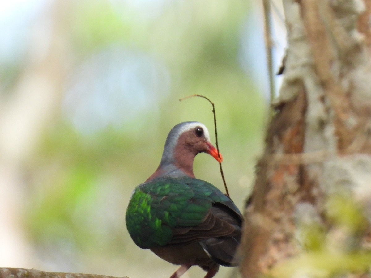 smaragddue - ML645484624