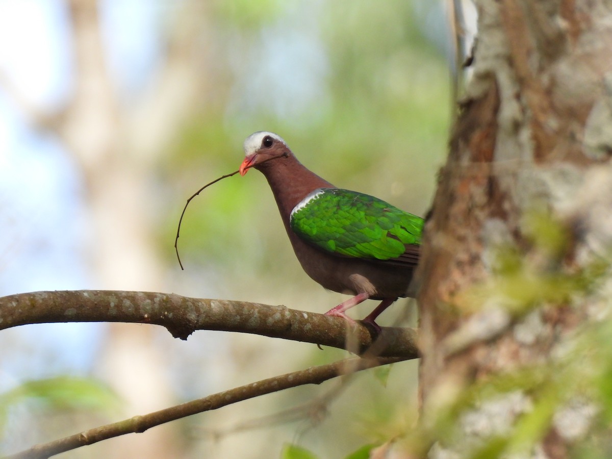 smaragddue - ML645484626