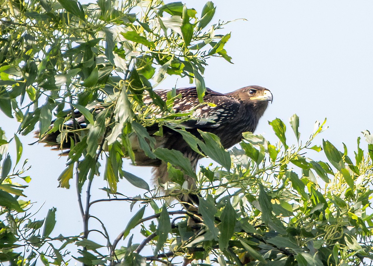 storskrikørn - ML645484627