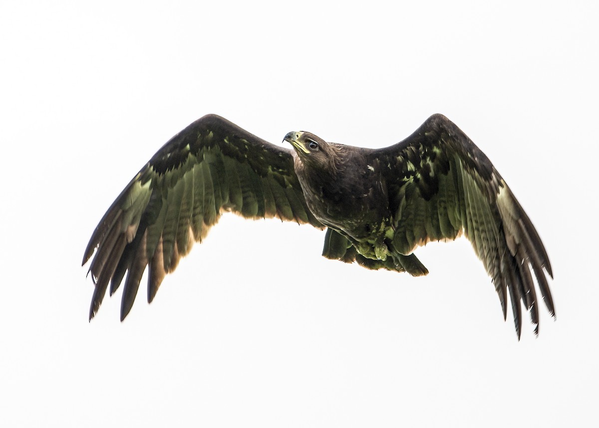 storskrikørn - ML645484628