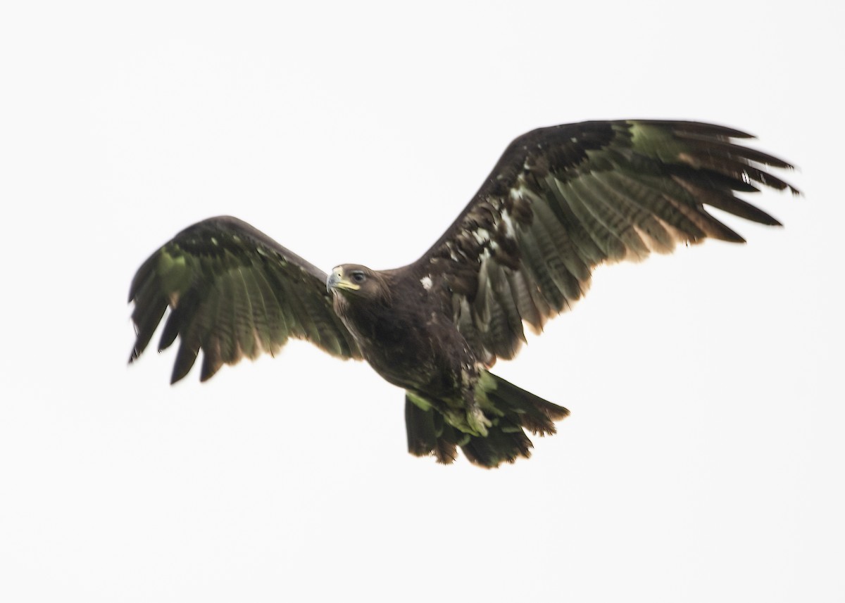 storskrikørn - ML645484629