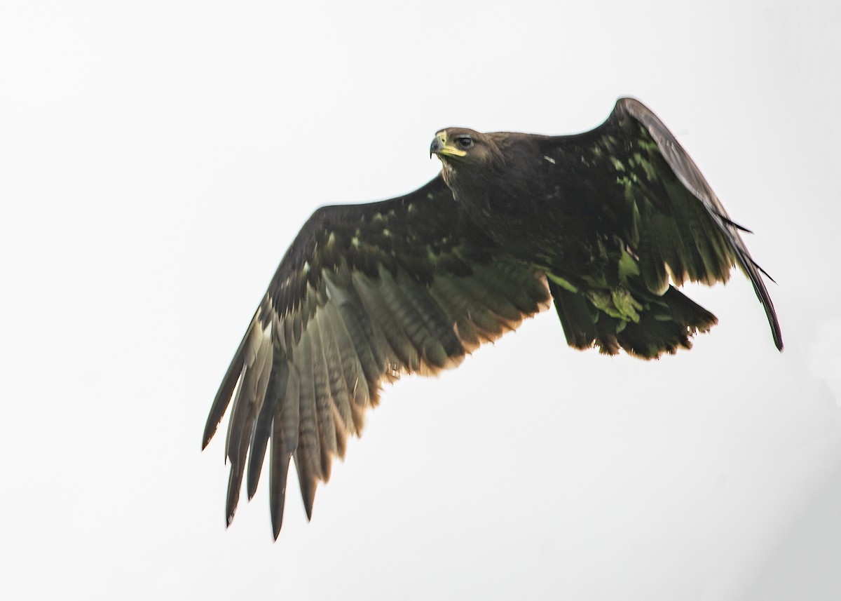 storskrikørn - ML645484630