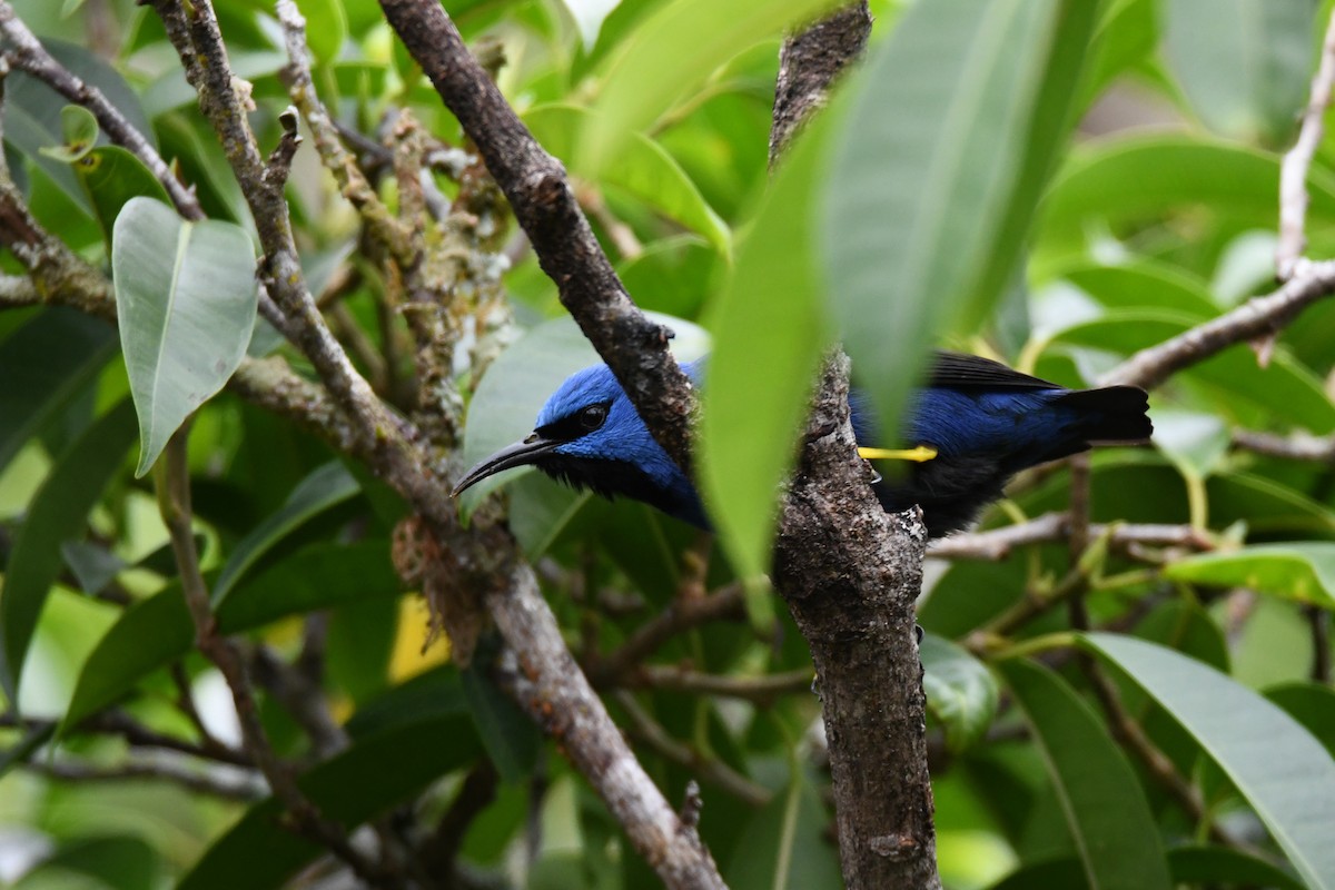 Shining Honeycreeper - ML645484635