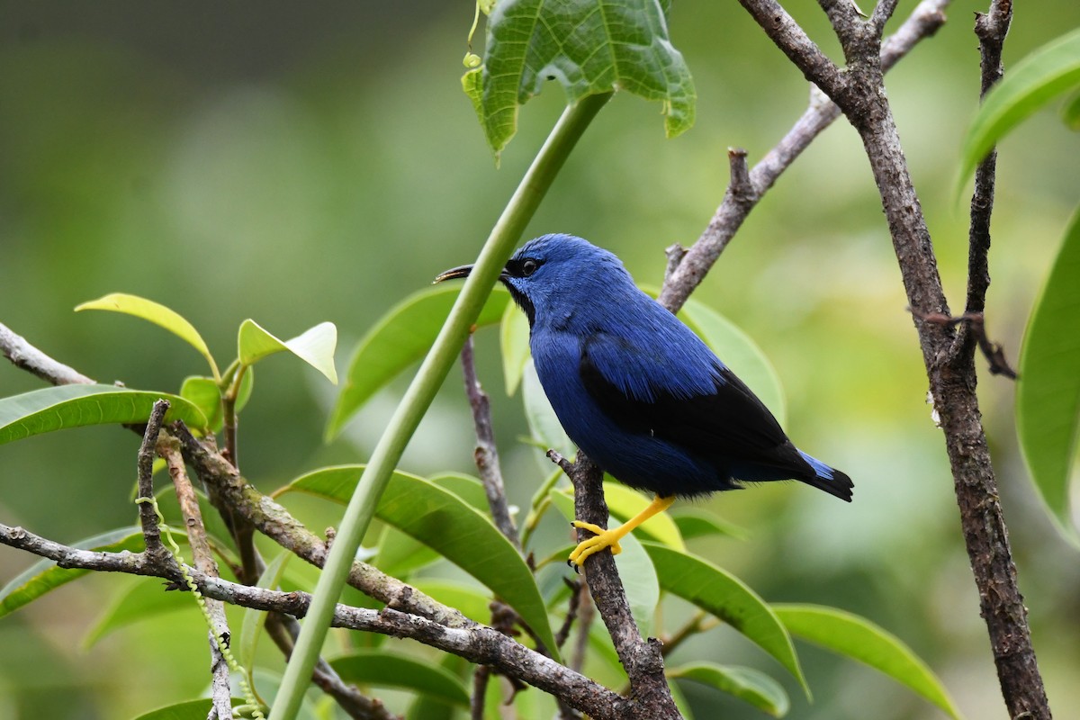 Shining Honeycreeper - ML645484636