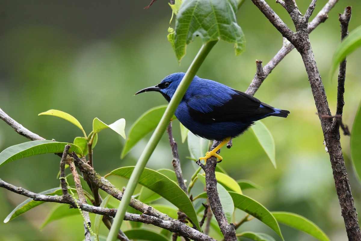 Shining Honeycreeper - ML645484637