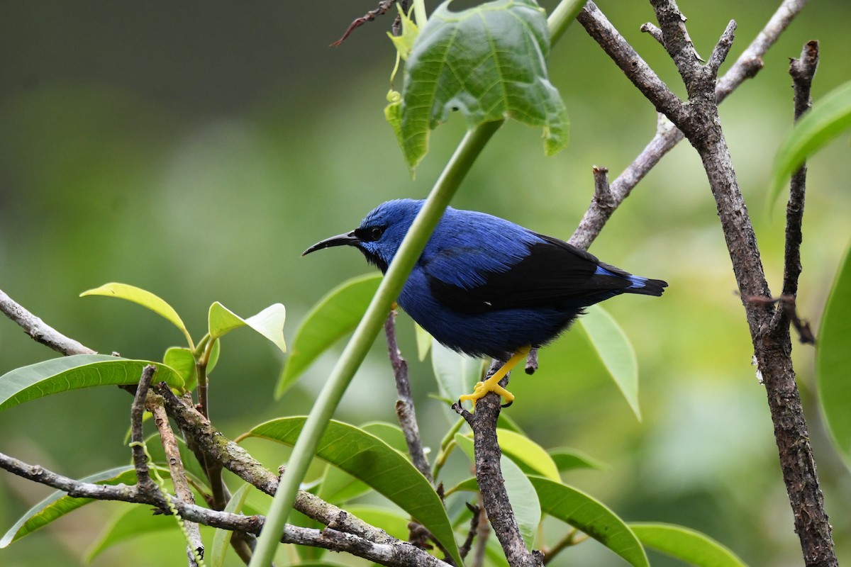 Shining Honeycreeper - ML645484638
