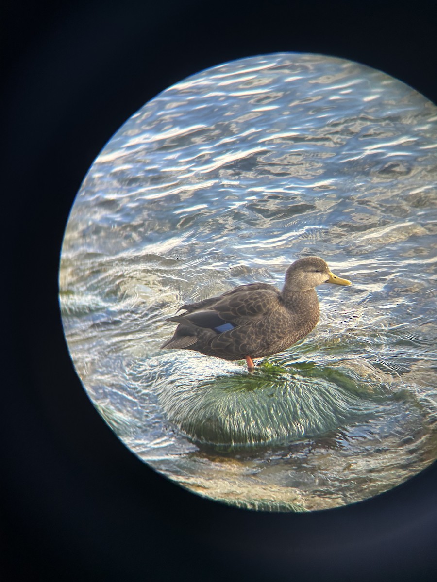 American Black Duck - ML645484639