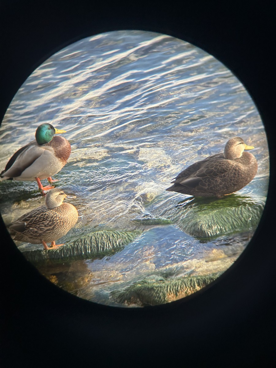 American Black Duck - ML645484640