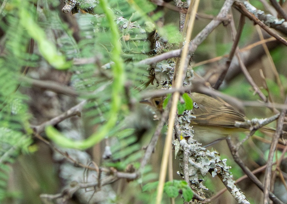 Fulvous-crowned Scrub-Tyrant - ML645484643
