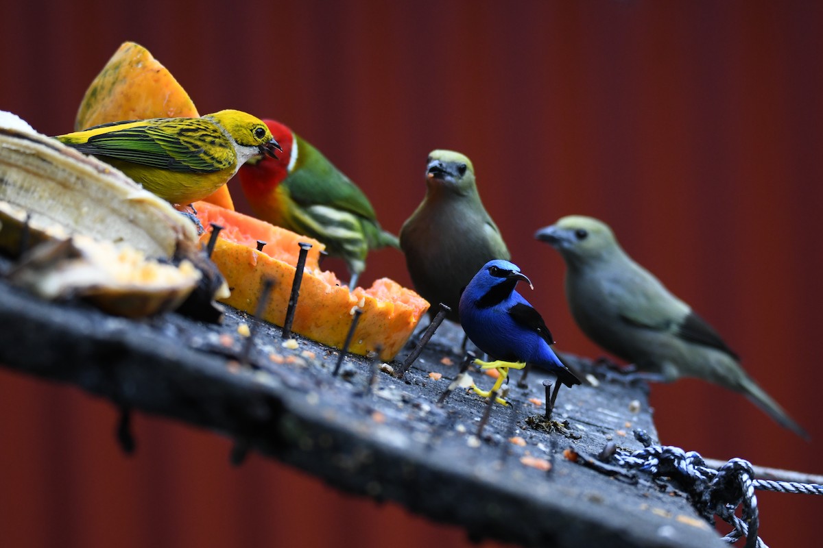 Shining Honeycreeper - ML645484644