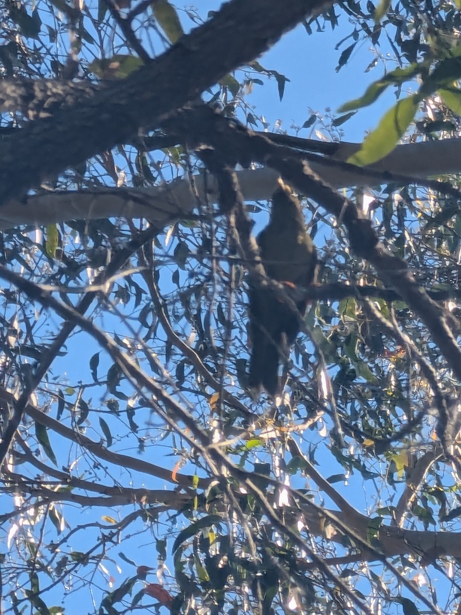 スズミツスイ - ML645484650