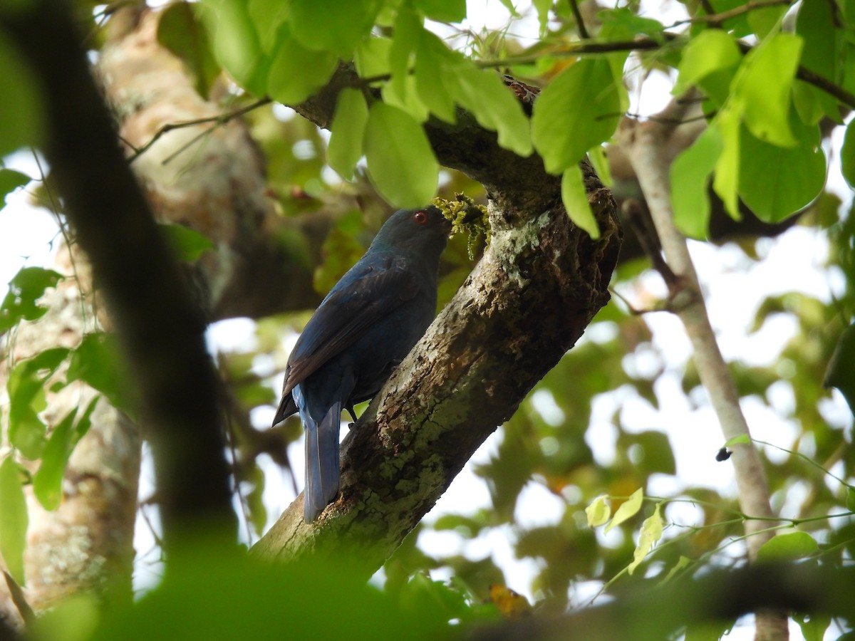 Asian Fairy-bluebird - ML645484651