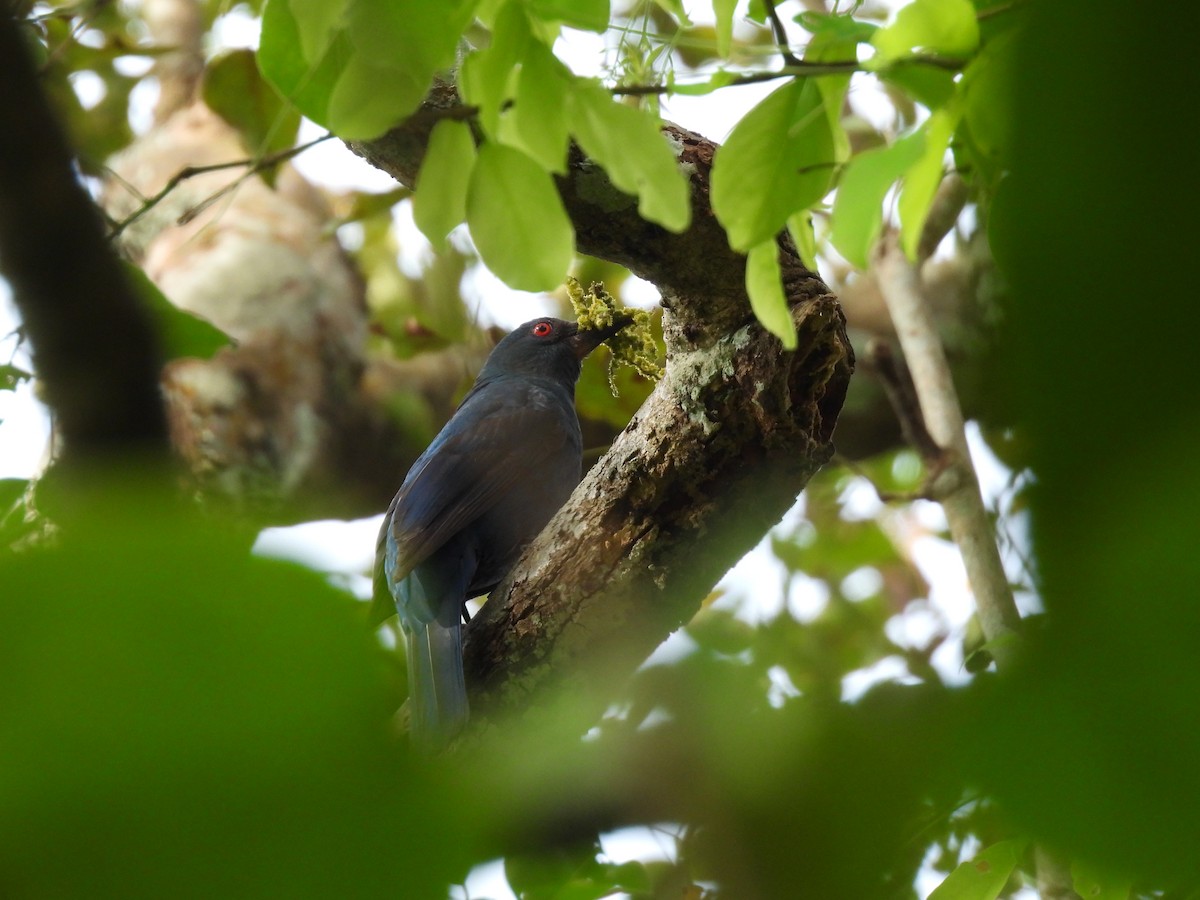 ルリコノハドリ - ML645484653