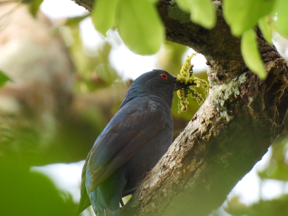 Asian Fairy-bluebird - ML645484654
