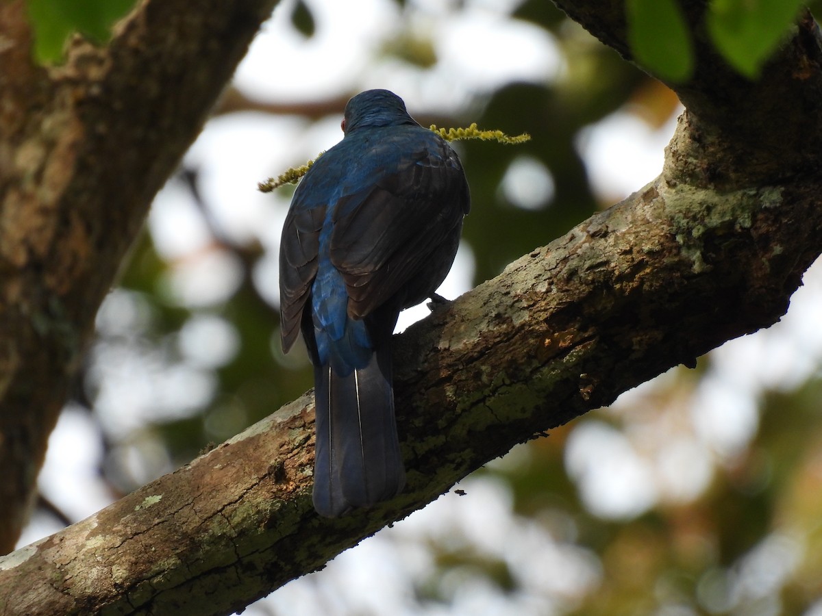 ルリコノハドリ - ML645484655