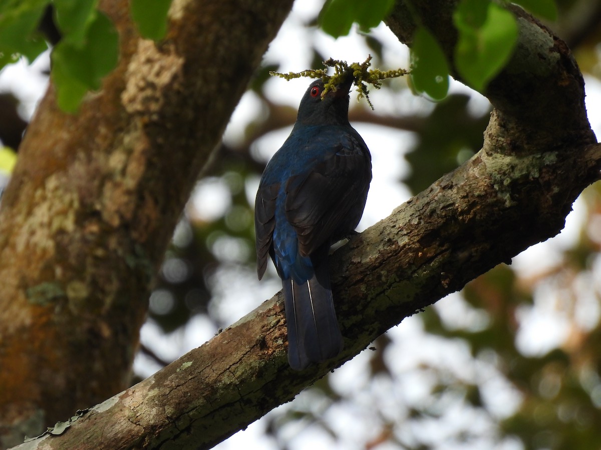 ルリコノハドリ - ML645484657