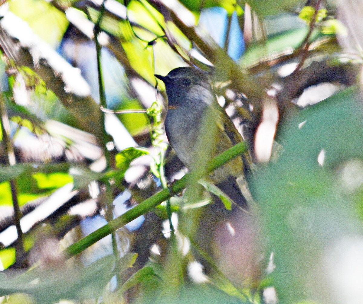 ノドグロヒタキ - ML645484658