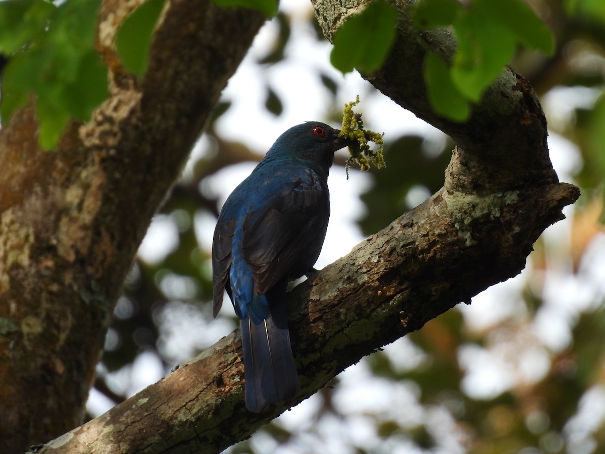 ルリコノハドリ - ML645484659