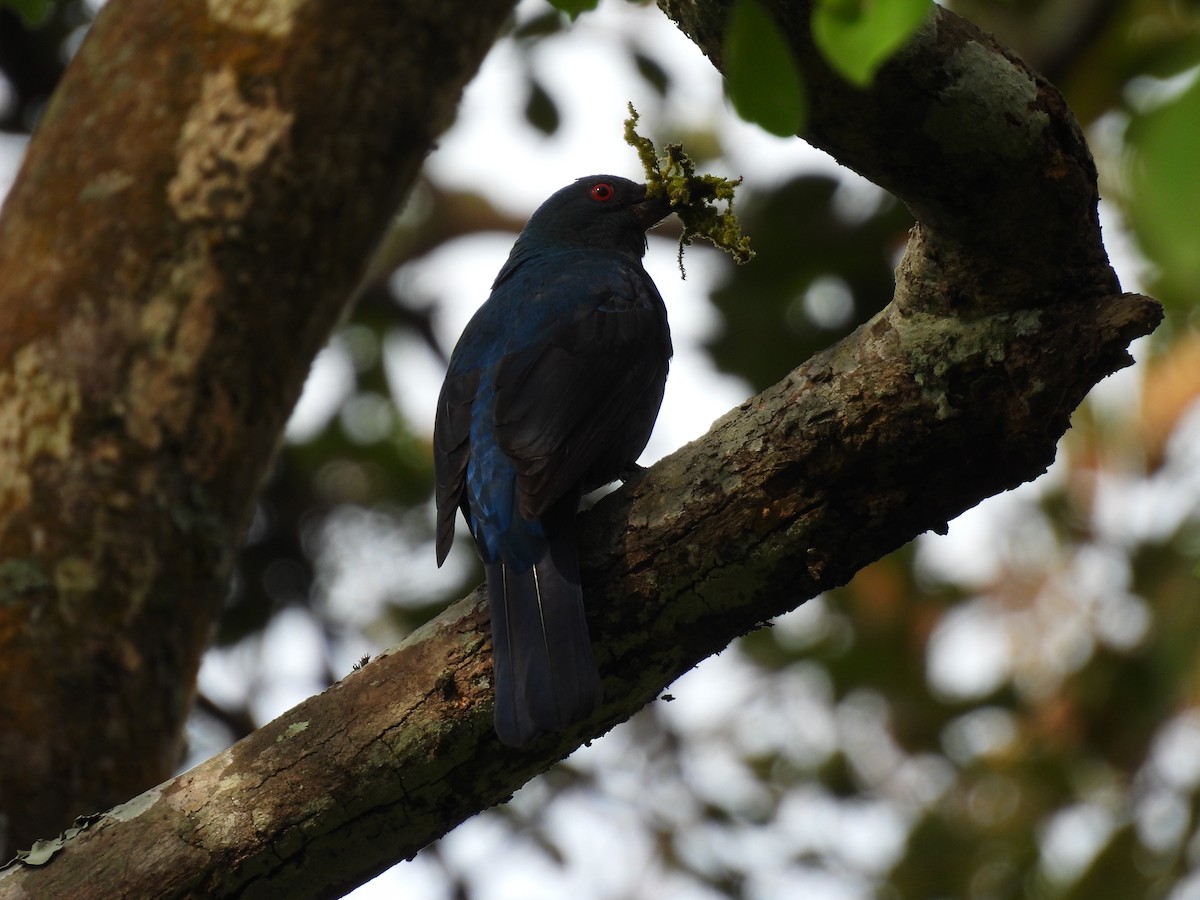 ルリコノハドリ - ML645484660