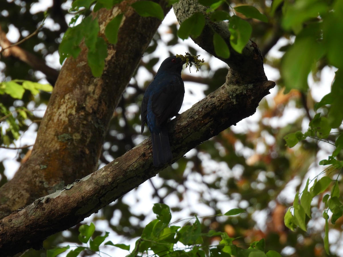 ルリコノハドリ - ML645484661