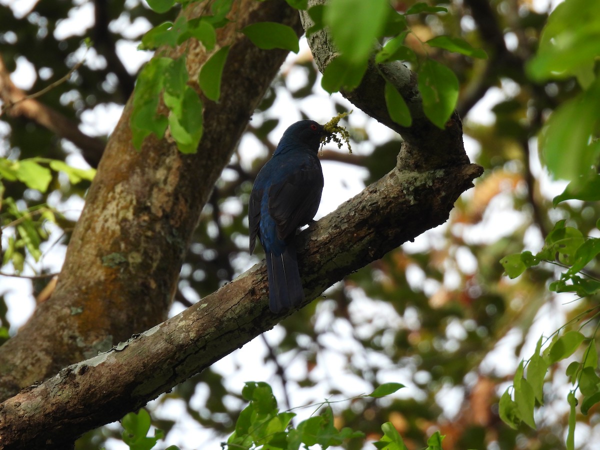 ルリコノハドリ - ML645484662