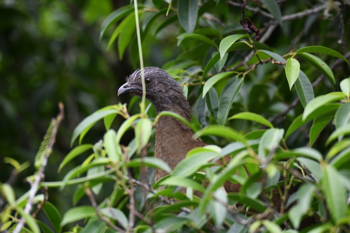 ハイガシラヒメシャクケイ - ML645484663