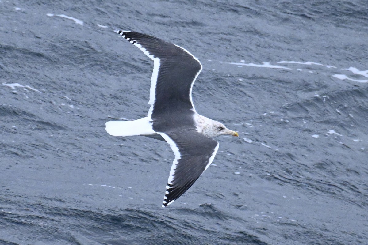 オオセグロカモメ - ML645484664