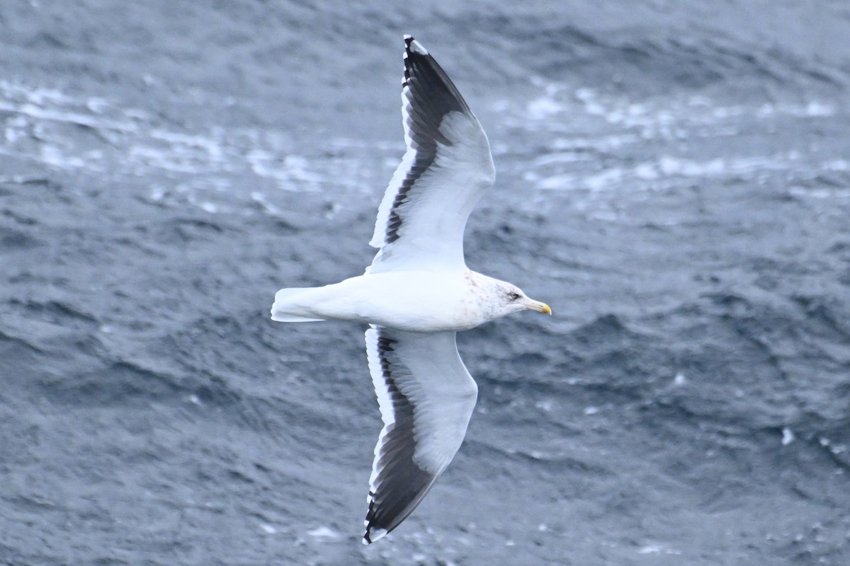 オオセグロカモメ - ML645484665