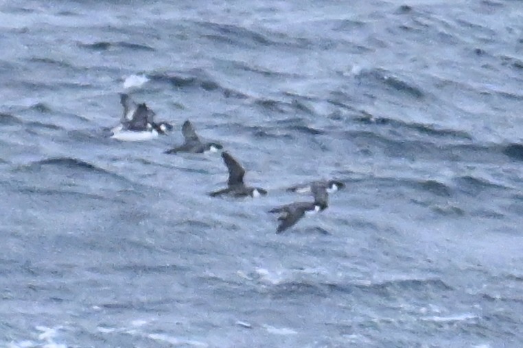 ウミスズメ - ML645484666