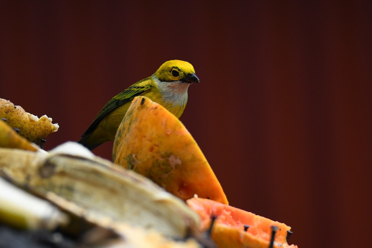 ギンノドフウキンチョウ - ML645484667