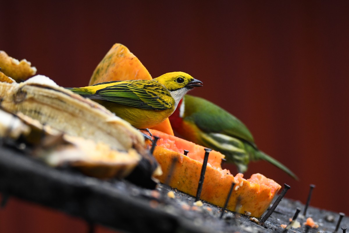 ギンノドフウキンチョウ - ML645484668