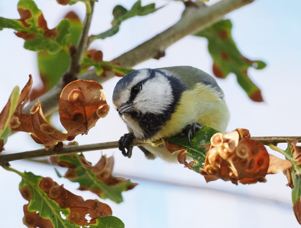 アオガラ - ML645484669