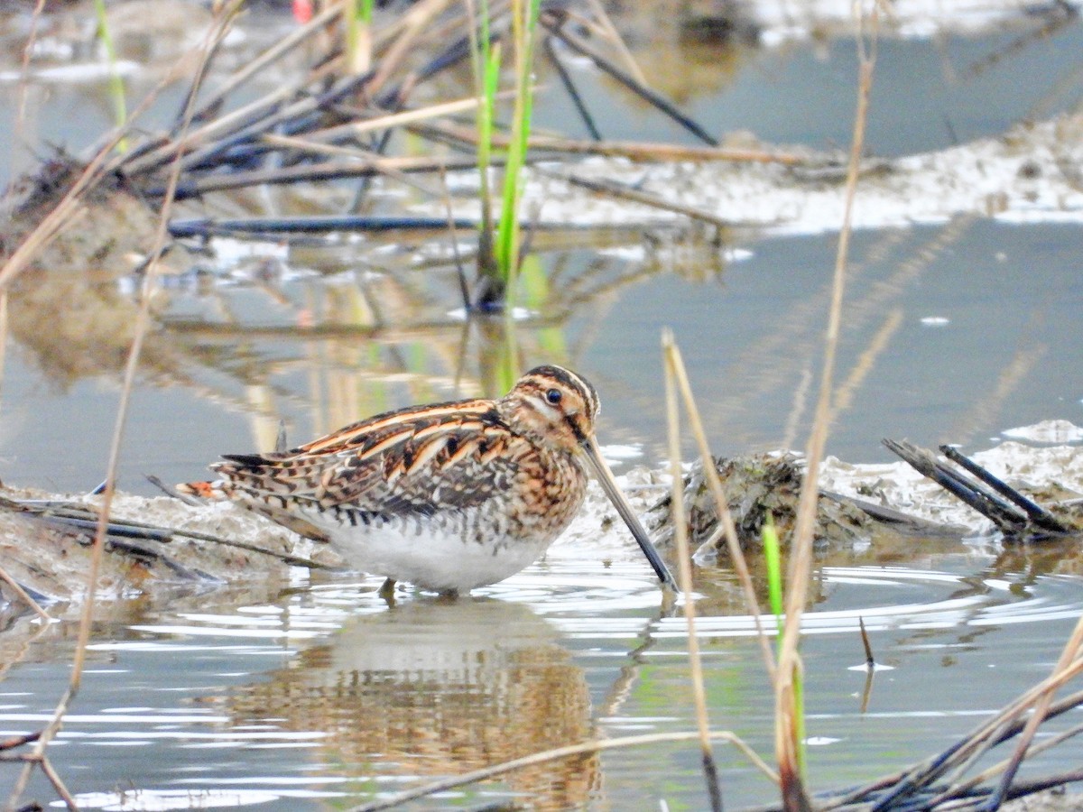 タシギ - ML645484671
