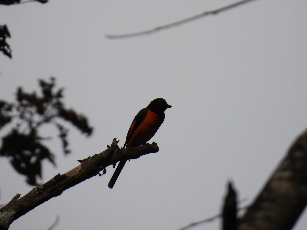 ヒイロサンショウクイ - ML645484672