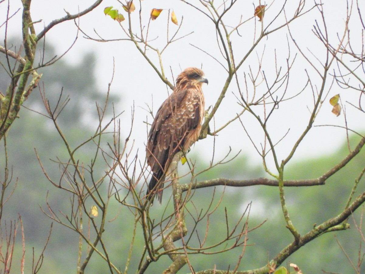 トビ - ML645484673