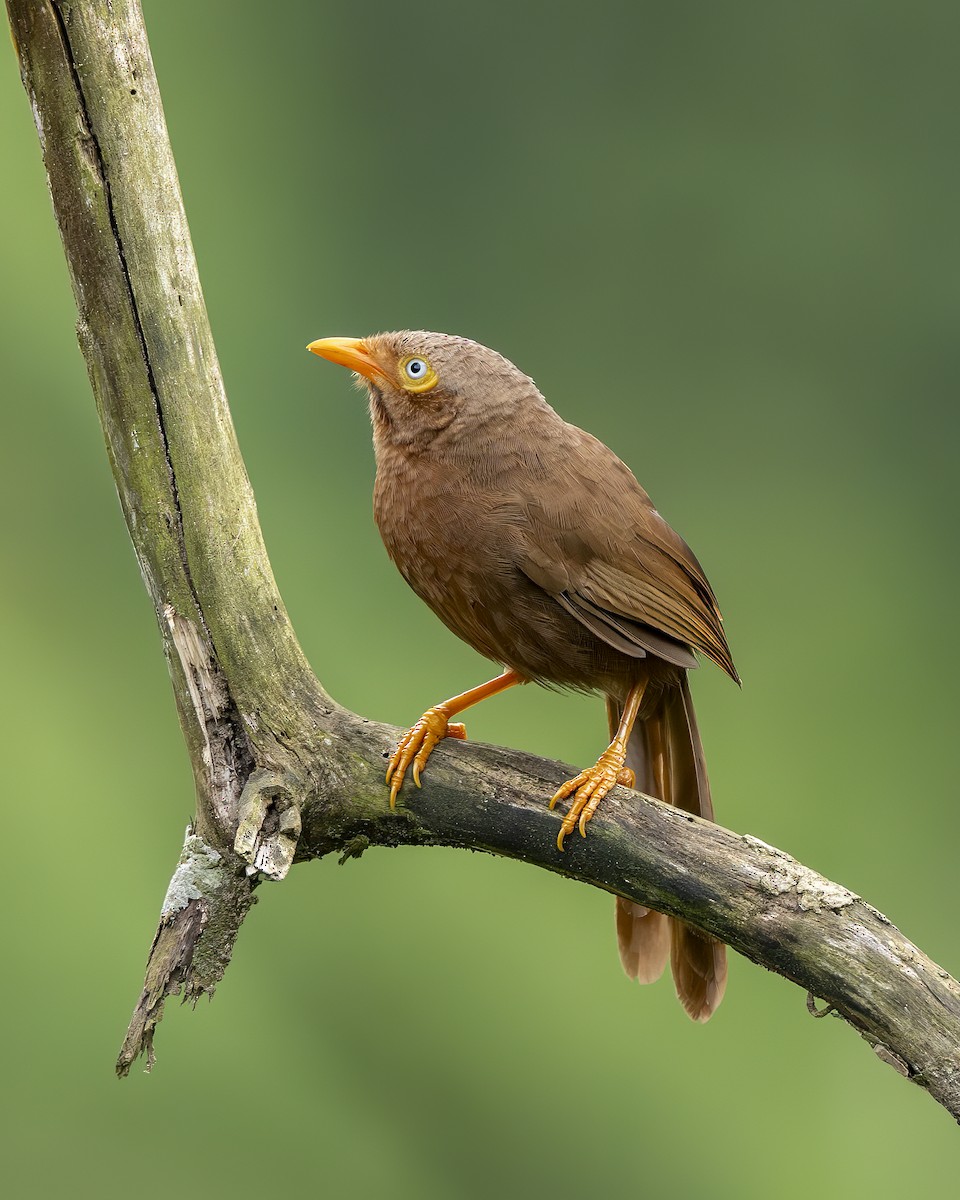 セイロンヤブチメドリ - ML645484674