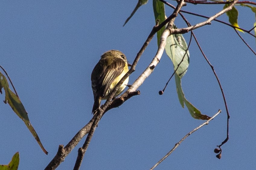 レモンオリーブヒタキ - ML645484675